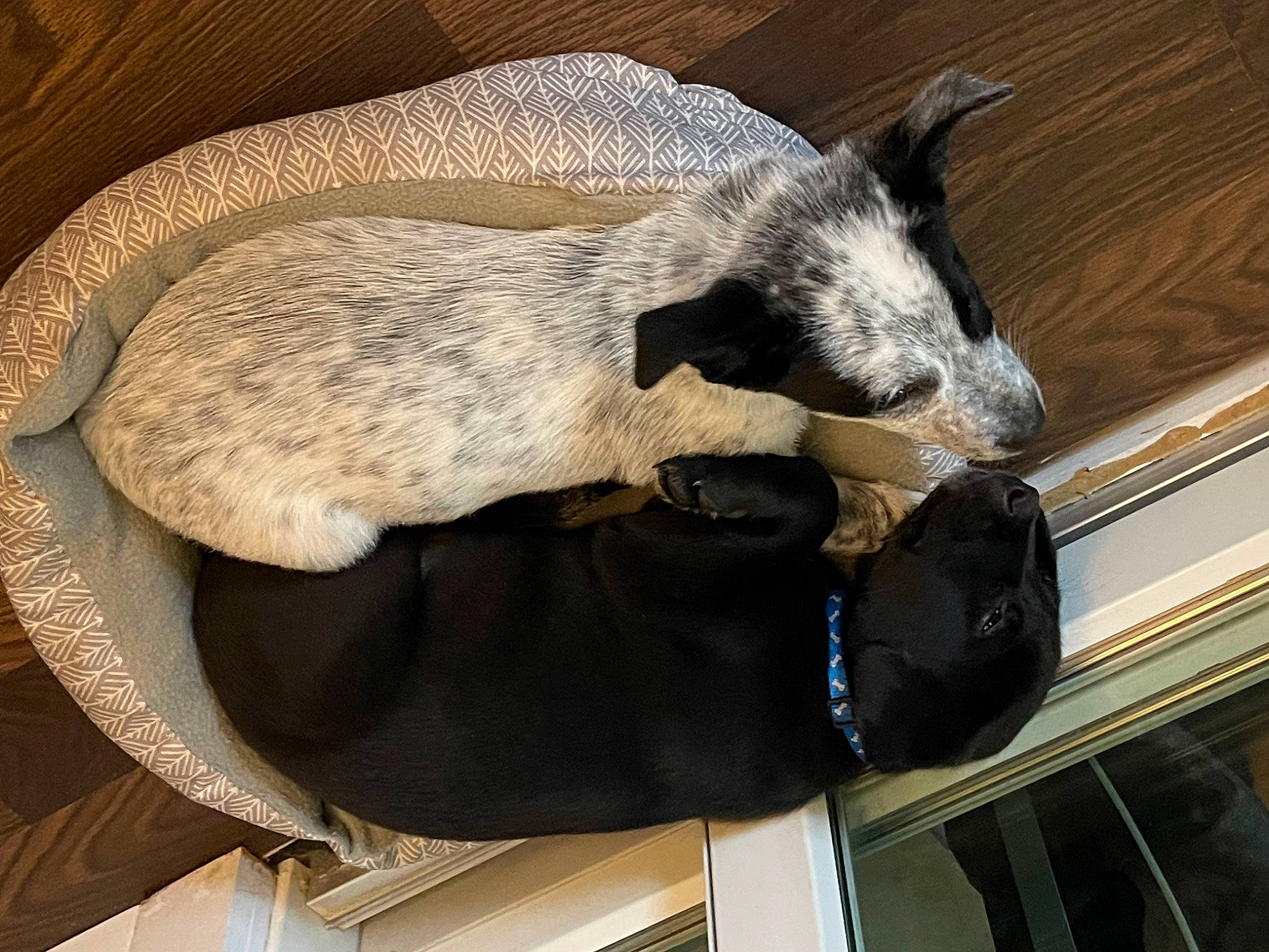 Mia And Miggy is registered to the contest to win money with this photo: canidae, carnivore, claw, comfort, companion_dog, dog_breed, felidae, fur, goat, goat_antelope, hood, livestock, nap, small_to_medium_sized_cats, snout, sporting_group, tail, terrestrial_animal, whiskers, windshield