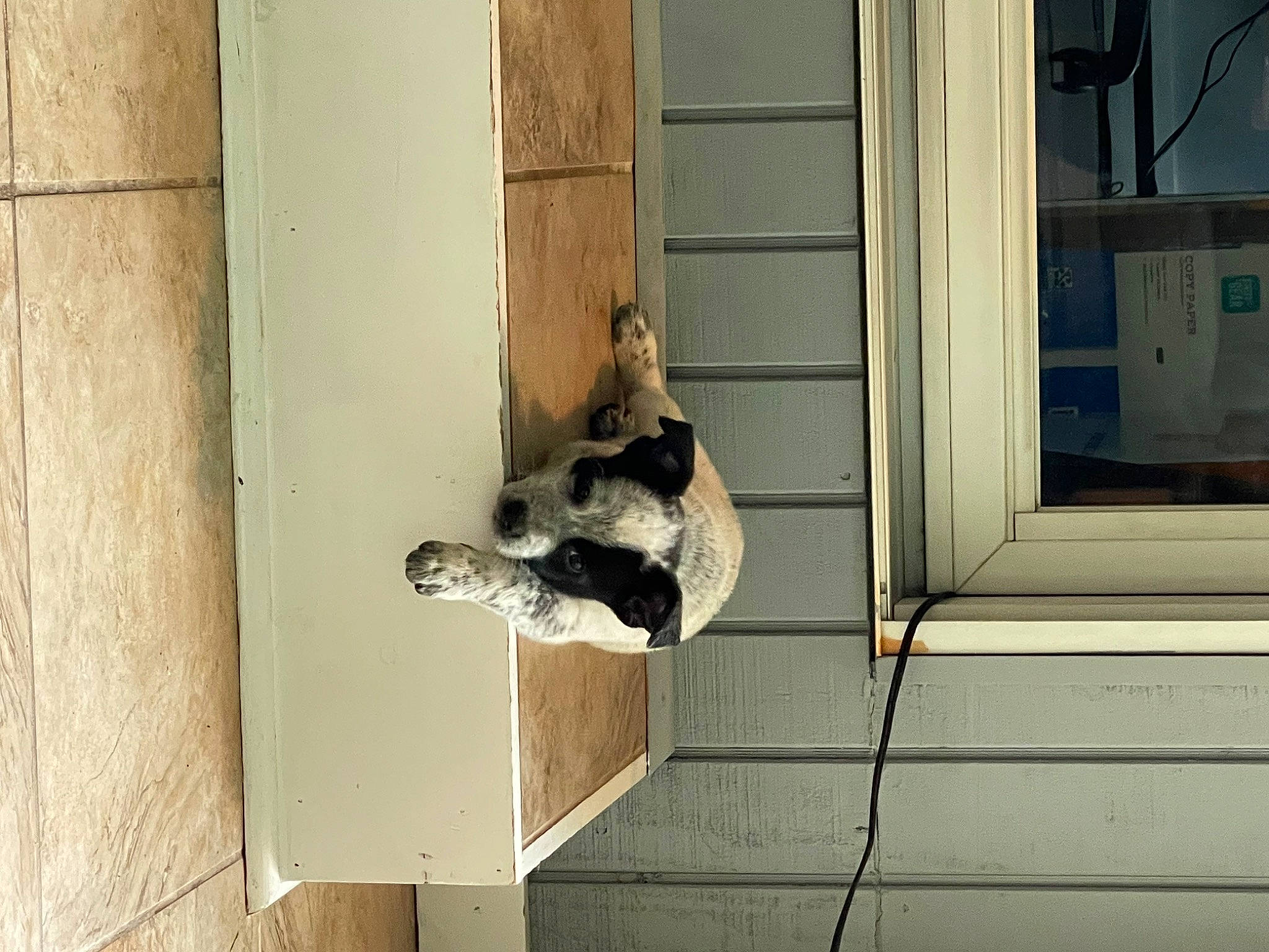 Mia And Miggy joined the competition — help win amazing prizes! carnivore, cat, composite_material, facade, felidae, fixture, hardwood, plywood, room, sash_window, small_to_medium_sized_cats, sporting_group, tail, tints_and_shades, window, wood