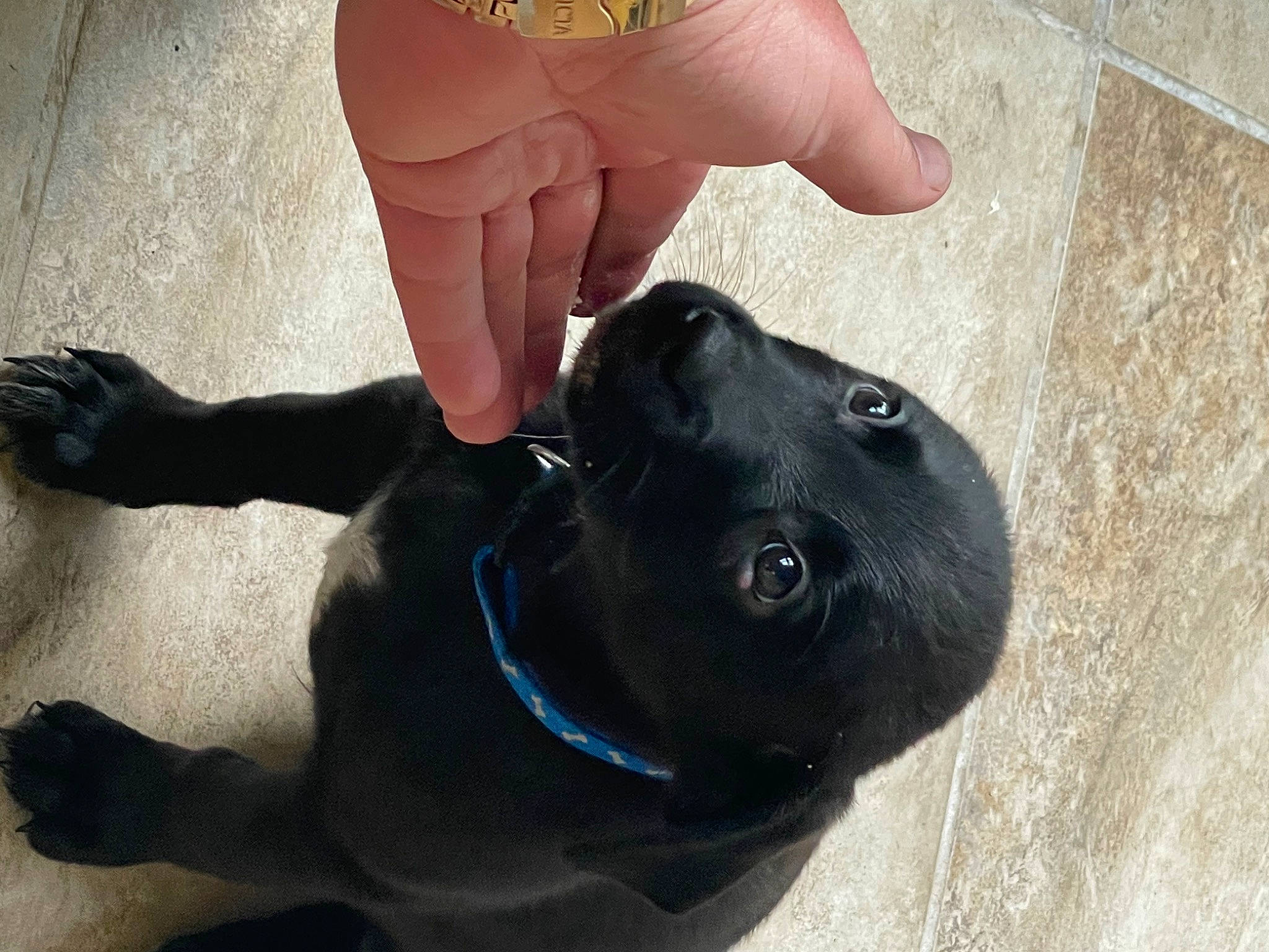 Mia And Miggy joined the competition — help win amazing prizes! borador, carnivore, collar, companion_dog, dog, dog_breed, dog_collar, electric_blue, fawn, foot, gesture, guard_dog, nail, pet_supply, snout, sporting_group, terrestrial_animal, thumb, working_animal, wrist