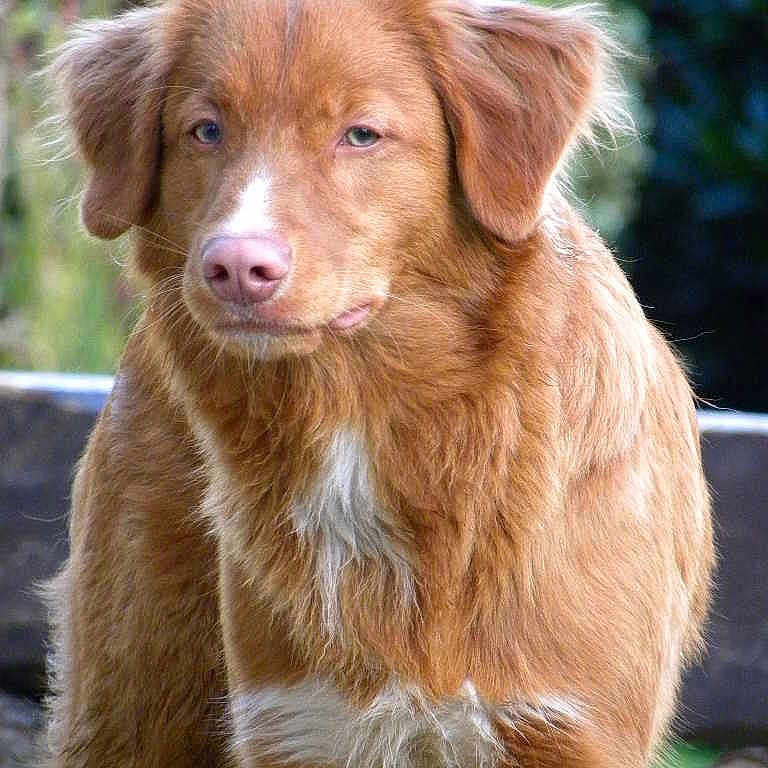 Woody