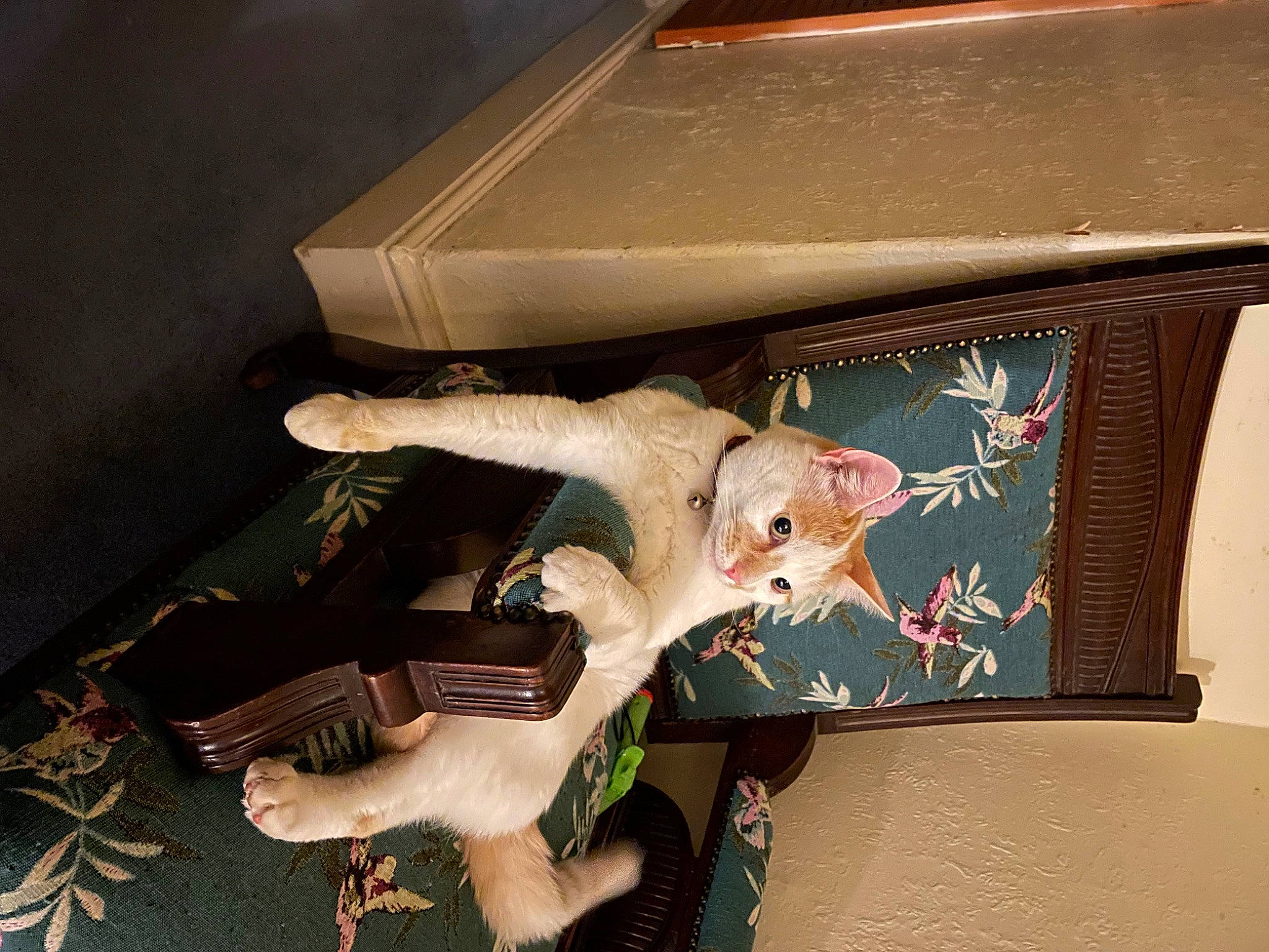 Alan is registered to the contest to win money with this photo: art, bird, carmine, fawn, flesh, pattern, room, tail, toy, visual_arts, wing, wood, wrist