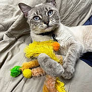 Freya is registered to the contest to win money with this photo: cat, blue_eyes, toy, fuzzy_toy, beige_blanket, indoor, pet, relaxed, close_up, whiskers, collar, cute, feline, laying_down, soft_texture, domestic_animal, playful, cozy, fur, animal