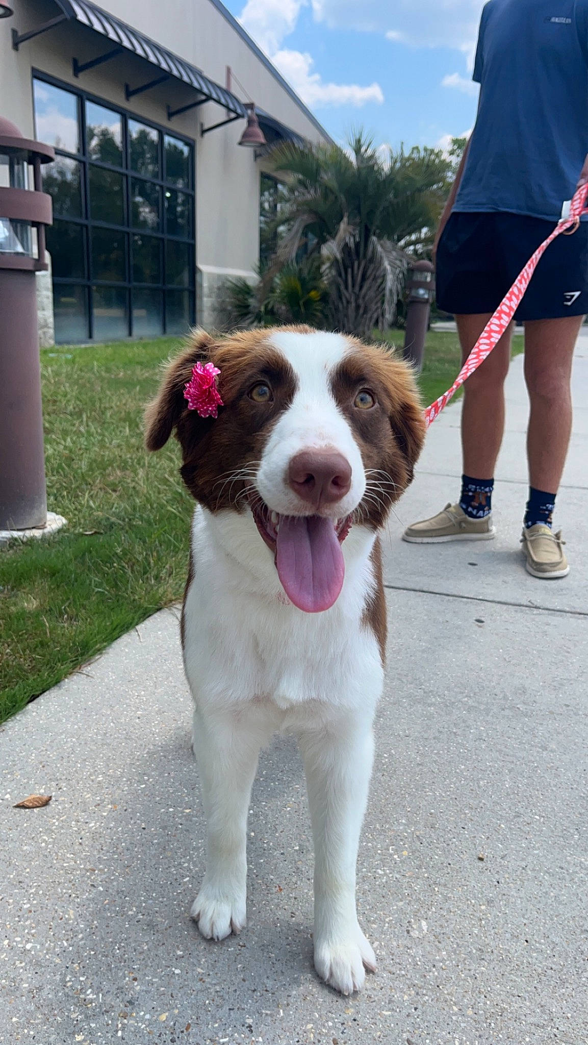 Dolly joined the competition — help win amazing prizes! building, carnivore, cloud, collar, companion_dog, dog, dog_breed, dog_collar, fashion_accessory, foot, human_leg, leash, liver, plant, road_surface, sandal, sidewalk, sky, whiskers, working_animal