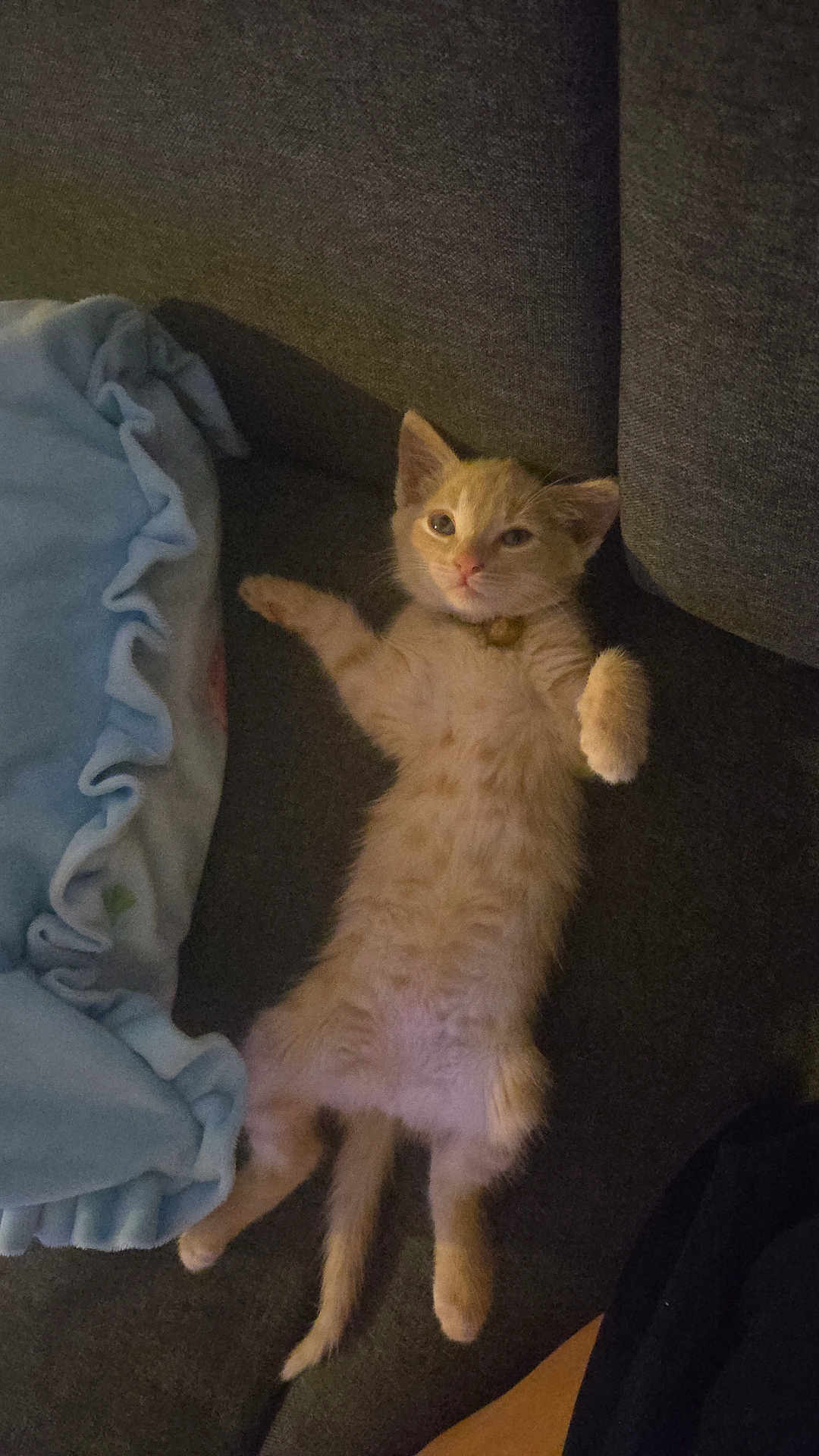 Ana a rejoint le concours — aidez-le/la à gagner de superbes lots ! kitten, cat, orange_tabby, lying_down, couch, blanket, indoor, pet, feline, cute, relaxed, young, fur, whiskers, collar, paw, resting, home, cozy, animal
