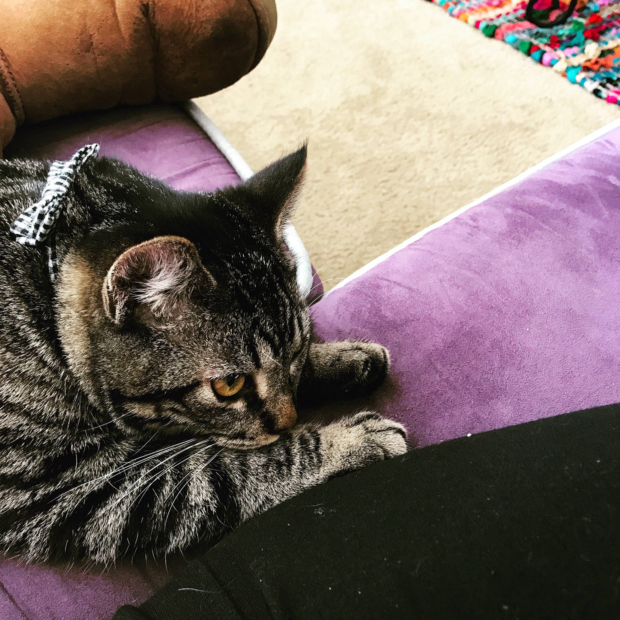 Nanu is registered to the contest to win money with this photo: black_cat, carnivore, cat, claw, comfort, domestic_short_haired_cat, felidae, flooring, fur, grass, grey, human_leg, linens, paw, sand, sitting, small_to_medium_sized_cats, snout, terrestrial_animal, whiskers