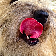 Iska a rejoint le concours — aidez-le/la à gagner de superbes lots ! animal, canine, close_up, cute, dog, expression, funny, fur, mouth, muzzle, nose, outdoor, pet, pink_tongue, playful, scruffy, snout, teeth, tongue, whiskers