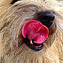 animal, canine, close_up, cute, dog, expression, funny, fur, mouth, muzzle, nose, outdoor, pet, pink_tongue, playful, scruffy, snout, teeth, tongue, whiskers