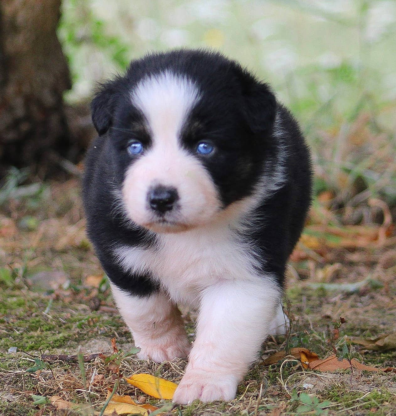 Ziva a rejoint le concours — aidez-le/la à gagner de superbes lots ! canidae, carnivore, companion_dog, dog, dog_breed, fur, grass, plant, puppy, soil, sporting_group, terrestrial_animal, working_dog