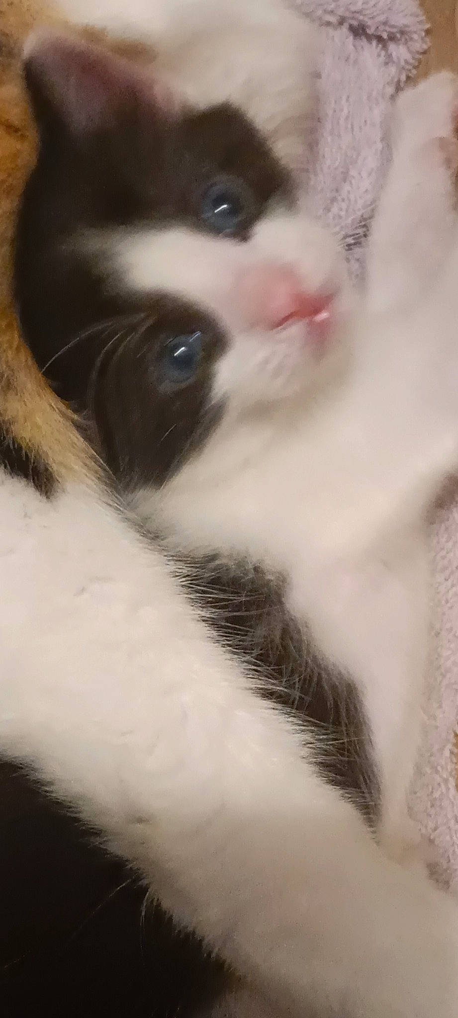 Meumeu participe au concours pour gagner de l'argent avec cette photo : carnivore, cat, dog_breed, domestic_short_haired_cat, ear, eyelash, felidae, fur, paw, small_to_medium_sized_cats, snout, terrestrial_animal, whiskers