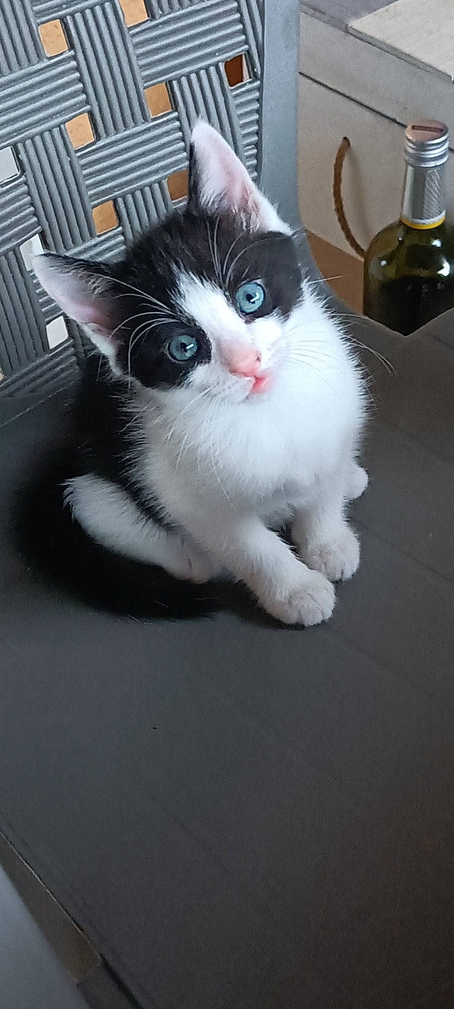 Meumeu a rejoint le concours — aidez-le/la à gagner de superbes lots ! bottle, carnivore, cat, domestic_short_haired_cat, felidae, flooring, fur, iris, paw, small_to_medium_sized_cats, snout, tableware, tail, whiskers, window