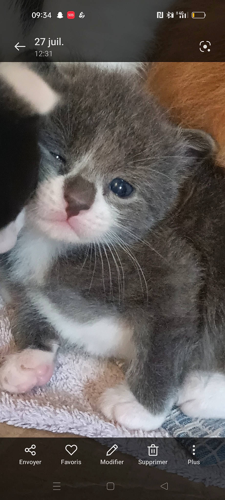 Spam a rejoint le concours — aidez-le/la à gagner de superbes lots ! british_longhair, carnivore, cat, claw, curious, domestic_short_haired_cat, felidae, fur, paw, scottish_fold, small_to_medium_sized_cats, snout, terrestrial_animal, whiskers