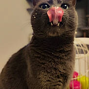 Kiwi a rejoint le concours — aidez-le/la à gagner de superbes lots ! cat, gray_cat, tongue_out, whiskers, fangs, close_up, portrait, indoor, pet, feline, playful, licking, fuzzy_fur, big_eyes, ears, blurred_background, colorful_objects, white_cage, food_specks, home_interior