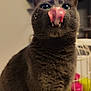 cat, gray_cat, tongue_out, whiskers, fangs, close_up, portrait, indoor, pet, feline, playful, licking, fuzzy_fur, big_eyes, ears, blurred_background, colorful_objects, white_cage, food_specks, home_interior