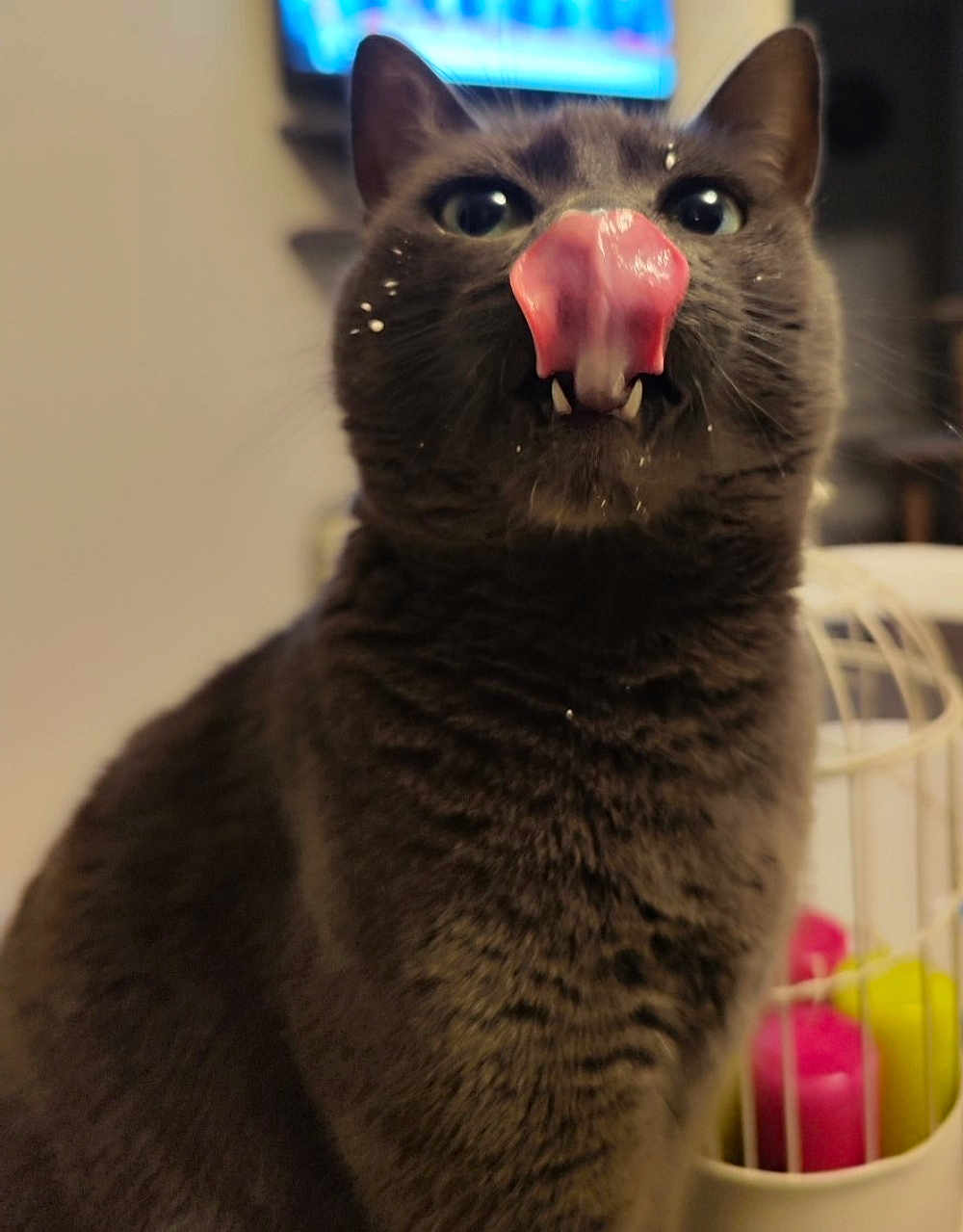 Kiwi a rejoint le concours — aidez-le/la à gagner de superbes lots ! cat, gray_cat, tongue_out, whiskers, fangs, close_up, portrait, indoor, pet, feline, playful, licking, fuzzy_fur, big_eyes, ears, blurred_background, colorful_objects, white_cage, food_specks, home_interior