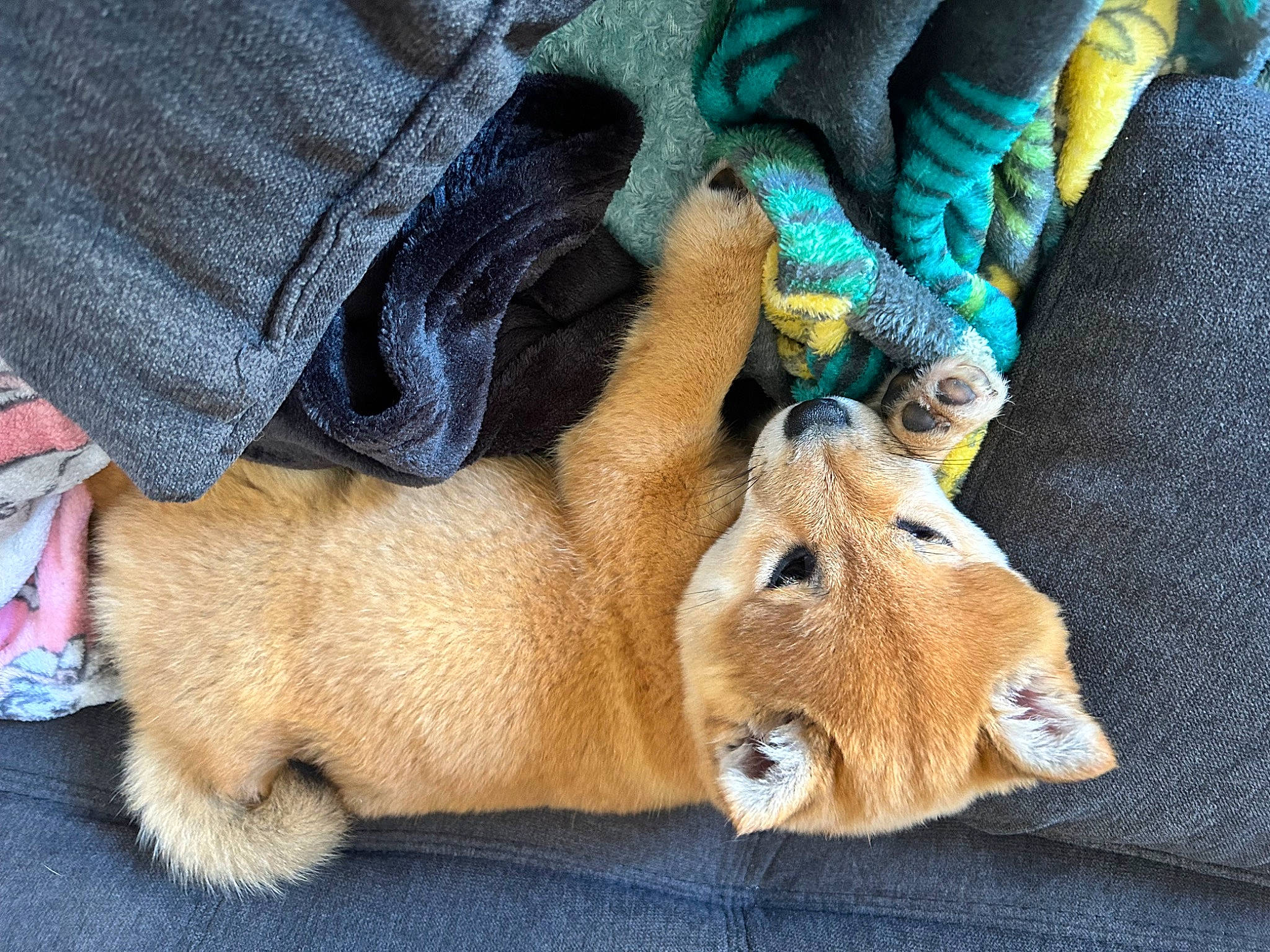 Venus a rejoint le concours — aidez-le/la à gagner de superbes lots ! canidae, claw, companion_dog, dog_breed, electric_blue, fawn, felidae, foot, fur, goat, human_leg, paw, rodent, small_to_medium_sized_cats, sporting_group, tail, terrestrial_animal, textile, whiskers, working_animal