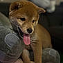 adorable, animal, brown_fur, close_up, companion, cozy, cushion, cute, dog, fluffy, home, indoor, pet, playful, puppy, resting, small, soft_toy, tongue_out, young_dog