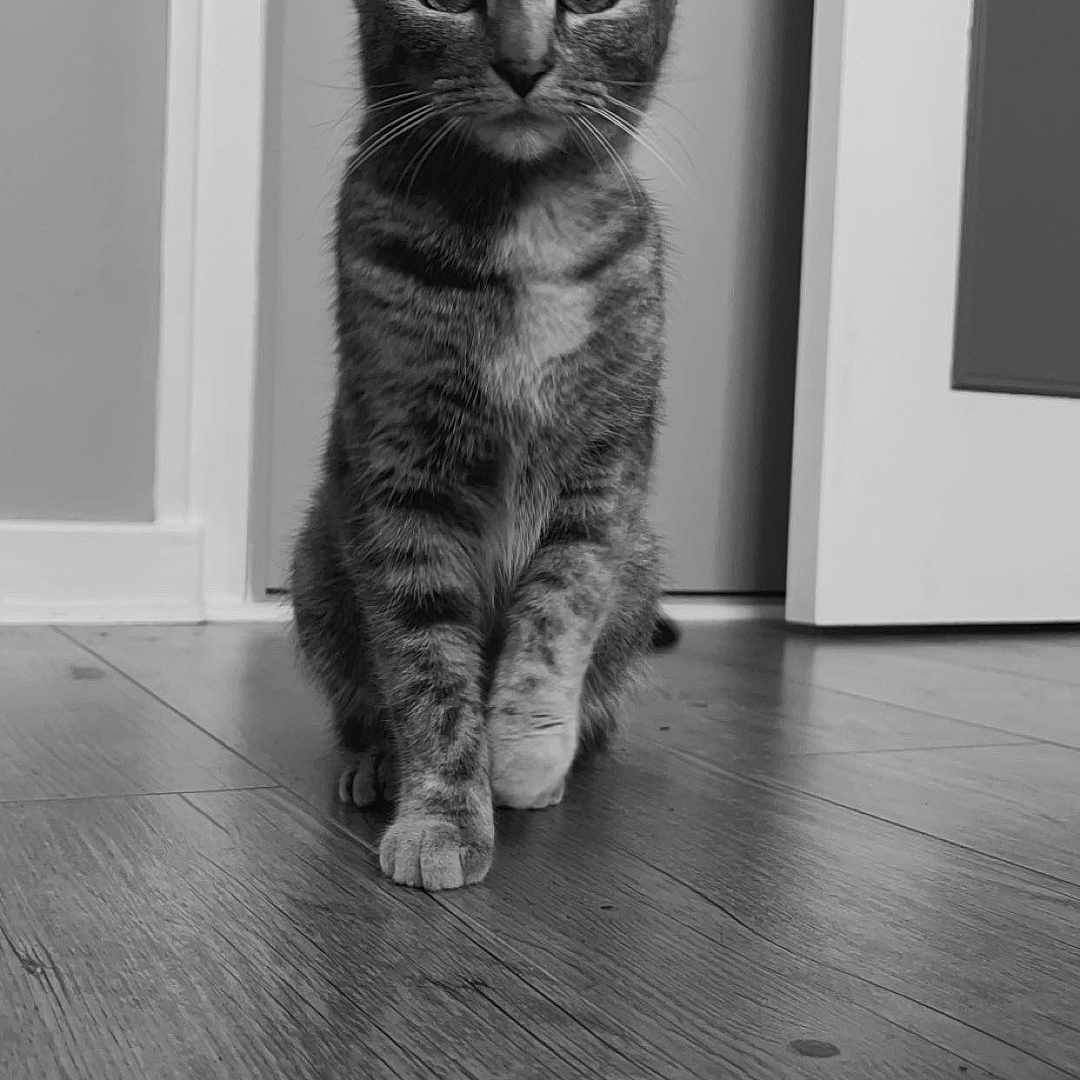 Gusette a rejoint le concours — aidez-le/la à gagner de superbes lots ! abyssinian, animal, architecture, building, cat, furniture, hardwood, indoors, interiordesign, kitten, livingroom, manx, pet, plywood, room, wood