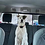 dog, car_interior, backseat, white_dog, black_spot, collar, window, headrest, seat, vehicle, pet, animal, sitting, looking_forward, indoor, transportation, road_trip, guarding, alert, canine
