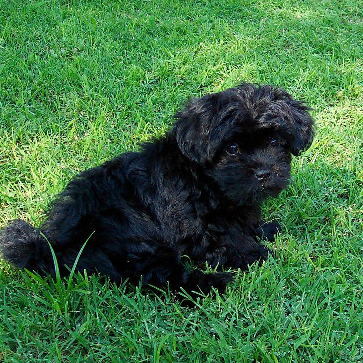 Lizzie
