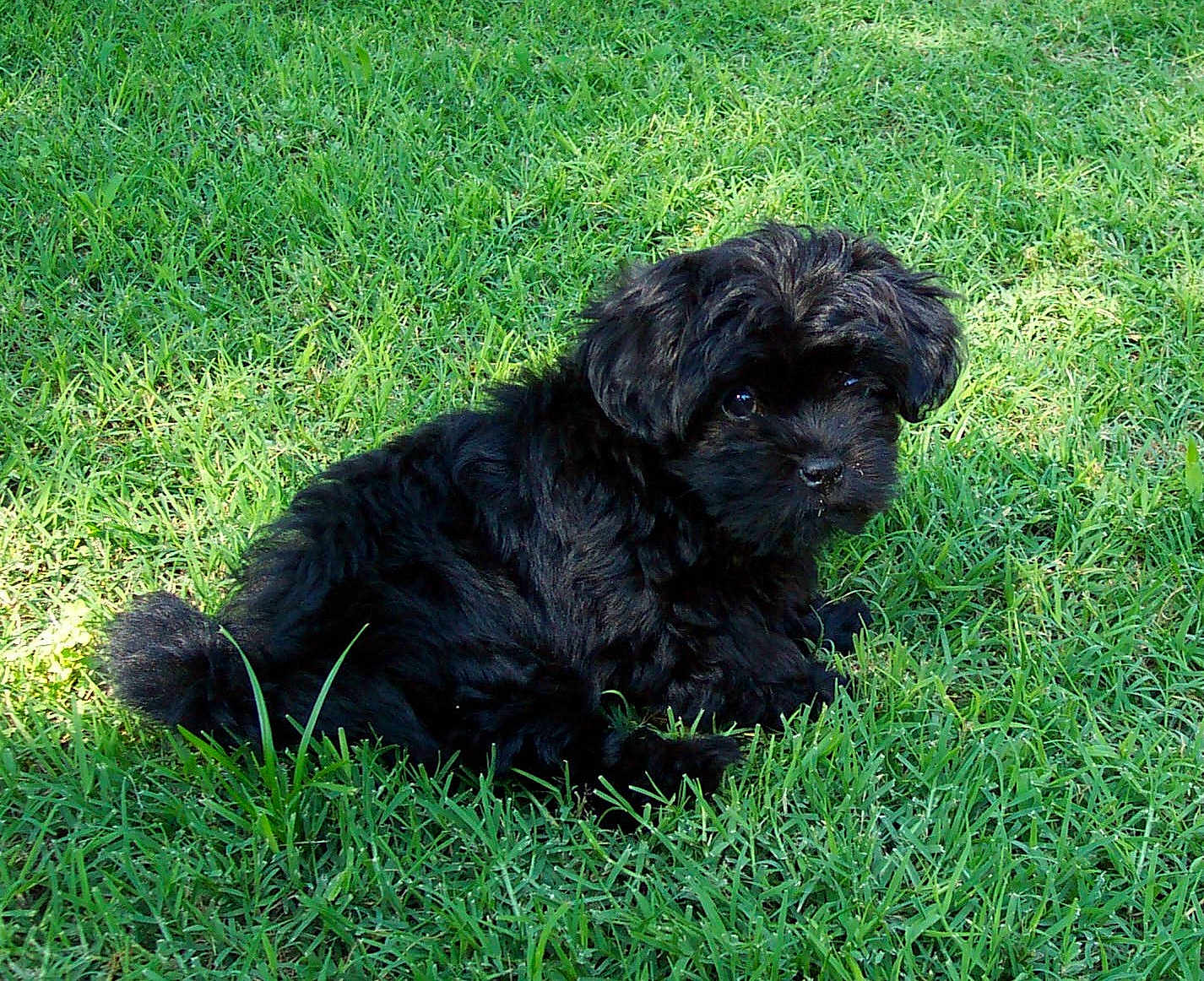 Lizzie