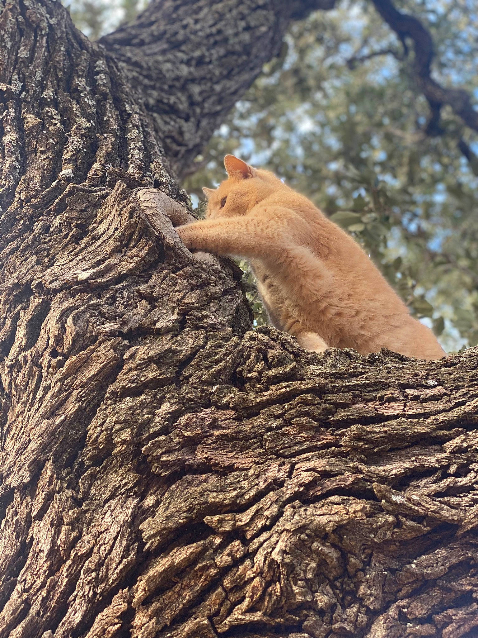 Max is registered to the contest to win money with this photo: claw, fawn, foot, forest, fox_squirrel, fur, gesture, human_leg, nail, people_in_nature, plant, snout, soil, tail, terrestrial_animal, tree, trunk, twig, wildlife, wood