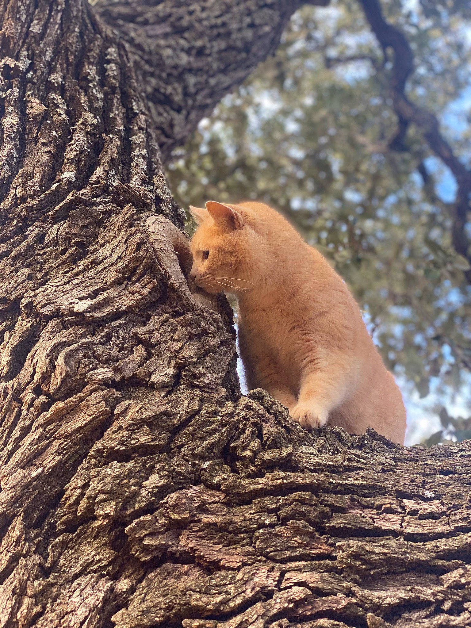Max joined the competition — help win amazing prizes! adaptation, beak, branch, carnivore, fawn, mammal, organism, plant, rodent, snout, squirrel, tail, terrestrial_animal, tree, trunk, twig, vertebrate, whiskers, wood