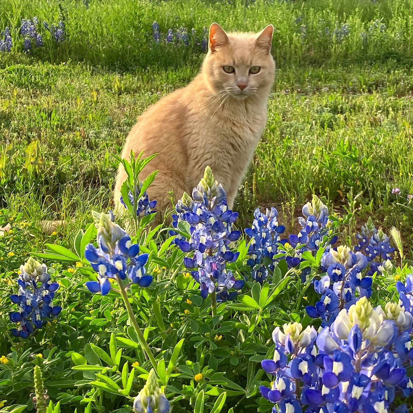 Max joined the competition — help win amazing prizes! face, field, flower, geranium, grass, grassland, green, head, herbal, herbs, iris, nature, outdoors, person, petal, photography, plant, portrait, purple, vegetation