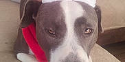 Karl participe au concours pour gagner de l'argent avec cette photo : dog, santa_hat, scarf, couch, living_room, brown_furniture, holiday, relaxed, pet, animal, indoor, christmas, sleepy, cute, festive, canine, paw, fur, decor, cozy
