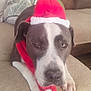 dog, santa_hat, scarf, couch, living_room, brown_furniture, holiday, relaxed, pet, animal, indoor, christmas, sleepy, cute, festive, canine, paw, fur, decor, cozy