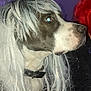 Karl a rejoint le concours — aidez-le/la à gagner de superbes lots ! dog, costume, wig, pet, animal, indoor, portrait, black_collar, white_fur, black_fur, side_view, purple_light, red_hair, person, face_not_visible, curious, long_hair, domestic_animal, close_up, funny