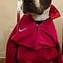 Karl a rejoint le concours — aidez-le/la à gagner de superbes lots ! dog, indoor, clothing, jacket, red, sitting, chair, pet, animal, nike, fur, white_paws, brown_fur, black_nose, ears, face, zipper, wooden_floor, wall, timestamp