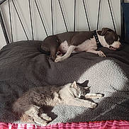 Karl a rejoint le concours — aidez-le/la à gagner de superbes lots ! dog, cat, bed, blanket, sleeping, resting, sunlight, furniture, indoor, pet, animal, cozy, gray, colorful, pattern, comfort, relaxation, companion, peaceful, home
