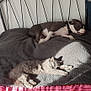 dog, cat, bed, blanket, sleeping, resting, sunlight, furniture, indoor, pet, animal, cozy, gray, colorful, pattern, comfort, relaxation, companion, peaceful, home
