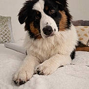Brownie a rejoint le concours — aidez-le/la à gagner de superbes lots ! dog, puppy, border_collie, tricolor, black_white_brown, fluffy, long_hair, portrait, lying_down, paws, bed, blanket, indoors, pet, animal, cute, head_tilt, brown_eyes, white_chest, relaxed