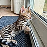 cat, kitten, tabby, striped_fur, animal, pet, lying_down, window, sunlight, indoor, carpet, floor, curtains, home, whiskers, ears, paws, tail, portrait, relaxed