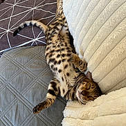 Bào a rejoint le concours — aidez-le/la à gagner de superbes lots ! cat, bengal_cat, sleeping, relaxed, upside_down, spotted, striped, pet, animal, feline, close_up, cozy, blanket, bed, bedding, indoors, cute, whiskers, tail, portrait