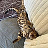 cat, bengal_cat, sleeping, relaxed, upside_down, spotted, striped, pet, animal, feline, close_up, cozy, blanket, bed, bedding, indoors, cute, whiskers, tail, portrait