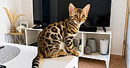 Bào participe au concours pour gagner de l'argent avec cette photo : cat, bengal_cat, pet, animal, sitting, table, living_room, television, home_decor, indoor, portrait, spotted_fur, striped_fur, ears, whiskers, tail, wooden_floor, furniture, vases, photography
