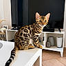 cat, bengal_cat, pet, animal, sitting, table, living_room, television, home_decor, indoor, portrait, spotted_fur, striped_fur, ears, whiskers, tail, wooden_floor, furniture, vases, photography