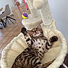 cat, kitten, tabby, pet, animal, feline, spotted_fur, striped_fur, lying_down, belly_up, raised_paws, paw_pads, green_eyes, whiskers, cat_tree, scratching_post, plush_bed, hanging_toy, indoor, home_decor