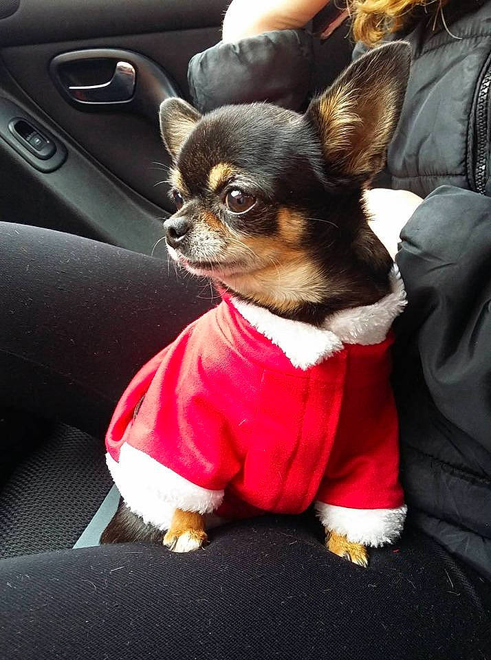 Goa a rejoint le concours — aidez-le/la à gagner de superbes lots ! canidae, car_seat, carnivore, chihuahua, companion_dog, dog, dog_breed, dog_clothes, fawn, mammal, puppy, puppy_love, russkiy_toy, snout, sporting_group, toy_dog, vertebrate