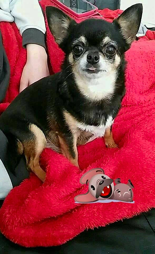 Goa participe au concours pour gagner de l'argent avec cette photo : canidae, carnivore, chihuahua, companion_dog, dog, dog_breed, dog_clothes, mammal, puppy, rare_breed_dog, russkiy_toy, snout, sporting_group, toy_dog, vertebrate