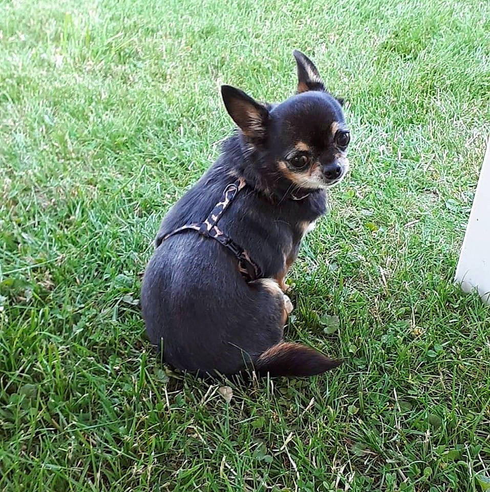 Goa participe au concours pour gagner de l'argent avec cette photo : canidae, carnivore, chihuahua, companion_dog, dog, dog_breed, dog_clothes, fawn, grass, mammal, puppy, russkiy_toy, snout, sporting_group, toy_dog