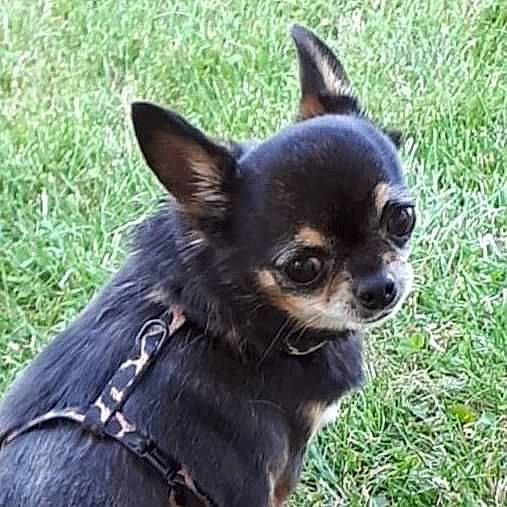 Goa participe au concours pour gagner de l'argent avec cette photo : canidae, carnivore, chihuahua, companion_dog, corgi_chihuahua, dog, dog_breed, mammal, russkiy_toy, snout, toy_dog, vertebrate