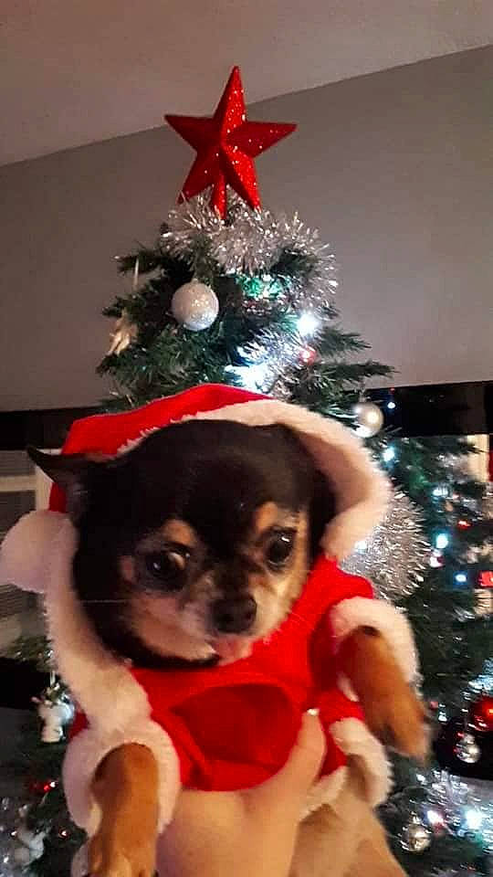 Goa a rejoint le concours — aidez-le/la à gagner de superbes lots ! canidae, carnivore, chihuahua, christmas, christmas_decoration, christmas_eve, christmas_ornament, christmas_tree, companion_dog, dog, dog_breed, dog_clothes, fawn, holiday, interior_design, puppy, toy_dog, tree