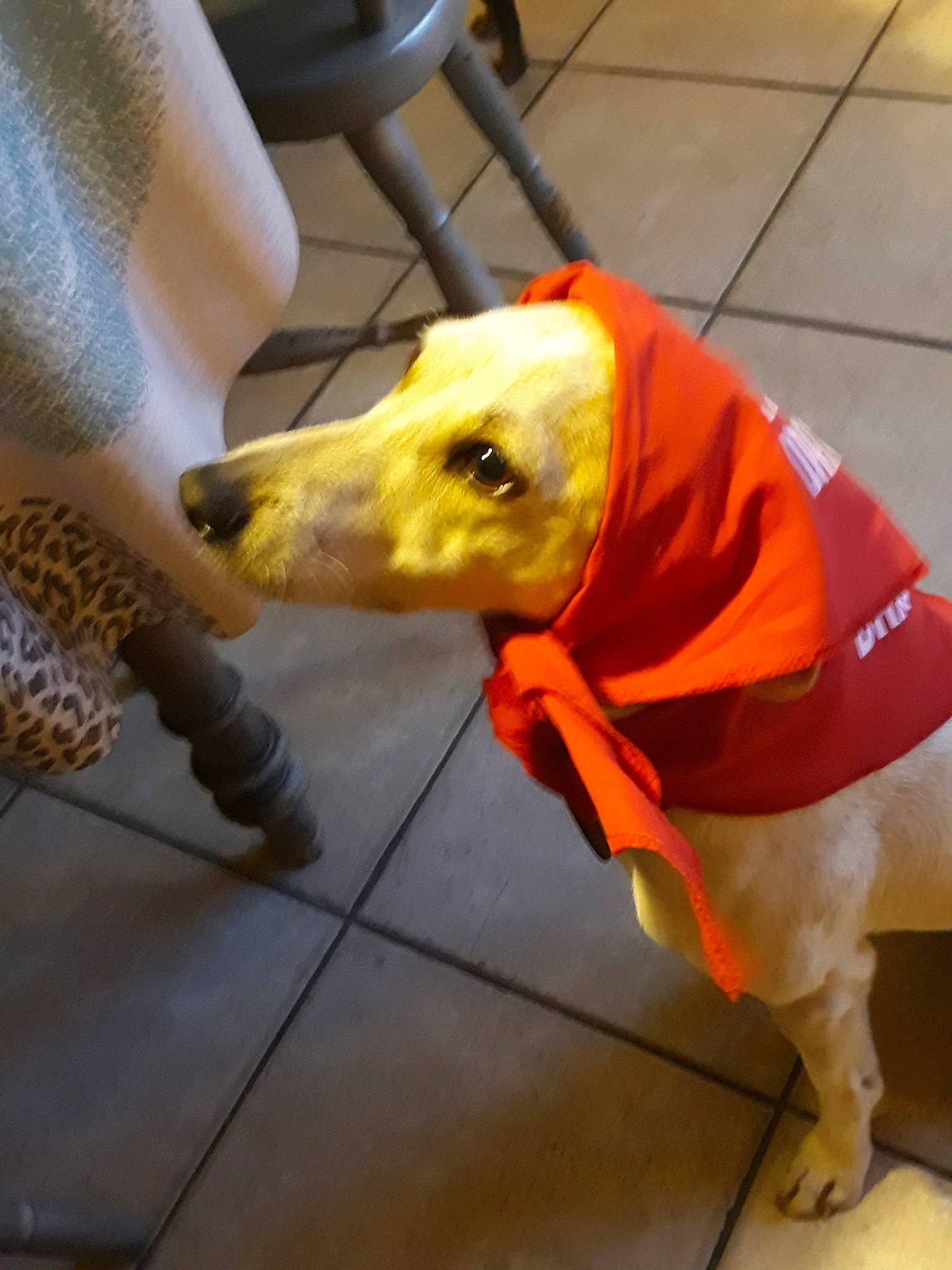 Gétro a rejoint le concours — aidez-le/la à gagner de superbes lots ! canidae, carnivore, companion_dog, dog, dog_breed, dog_clothes, fawn, snout, sporting_group