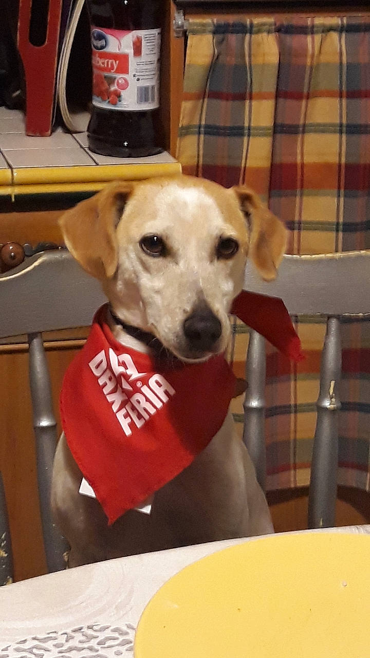 Gétro a rejoint le concours — aidez-le/la à gagner de superbes lots ! beagador, canidae, carnivore, companion_dog, dog, dog_breed, fawn, labrador_retriever, snout, sporting_group