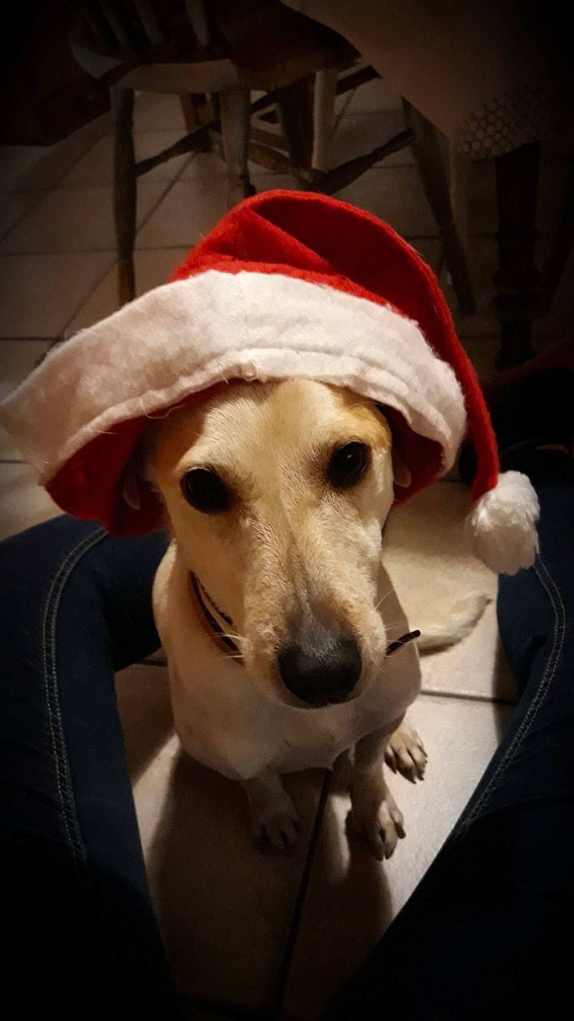 Gétro participe au concours pour gagner de l'argent avec cette photo : canidae, carnivore, christmas, companion_dog, dog, dog_breed, fictional_character, hat, lurcher, mammal, rare_breed_dog, snout, sporting_group, vertebrate, whippet