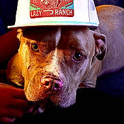 Tater Tot joined the competition — help win amazing prizes! dog, hat, close_up, portrait, brown_dog, canine, pet, face, animal, expressive_eyes, indoor, resting, cute, looking_at_camera, headwear, lazy_ranch, texture, warm_lighting, snout, ears