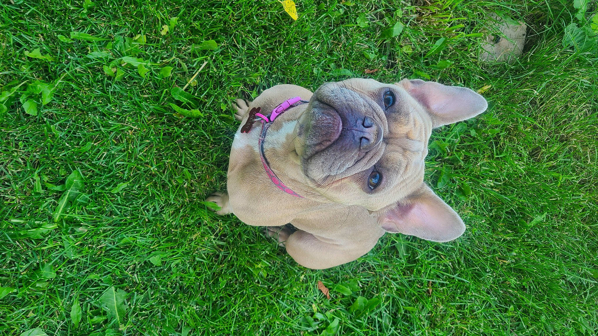 Oakley joined the competition — help win amazing prizes! bulldog, carnivore, companion_dog, dog, dog_breed, fawn, flower, glasses, grass, groundcover, lawn_ornament, plant, snout, sporting_group, terrestrial_animal, toy, tree, whiskers, working_animal, wrinkle